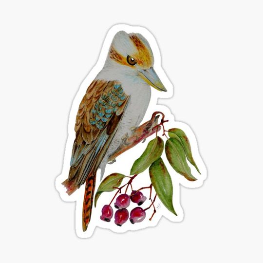 Discover Kookaburra on sweet Gum tree