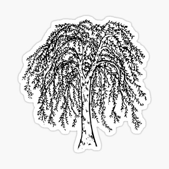 Discover Willow Tree