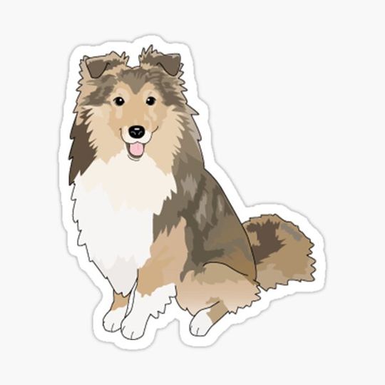 Discover Sheltie Dog