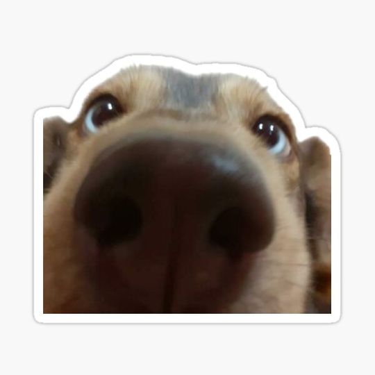 Discover Little Cute Inquisitive Dog