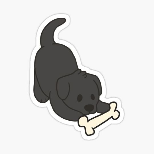 Discover Black Lab with Bone