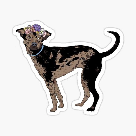 Discover Flower Dog