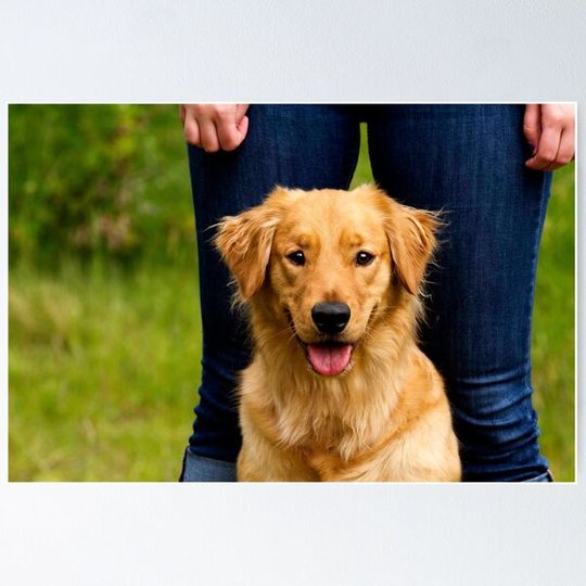 Discover Dog