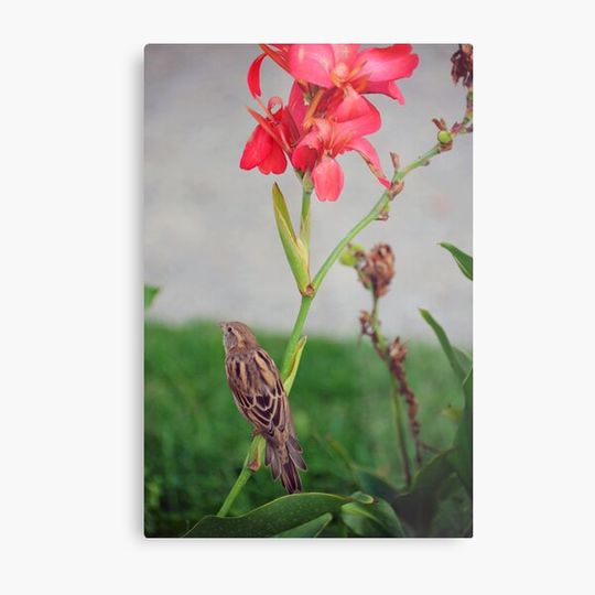 Discover Flora and Fauna