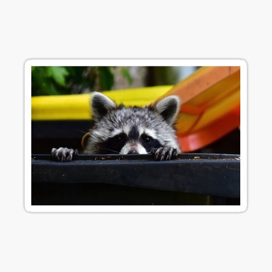 Discover racoon