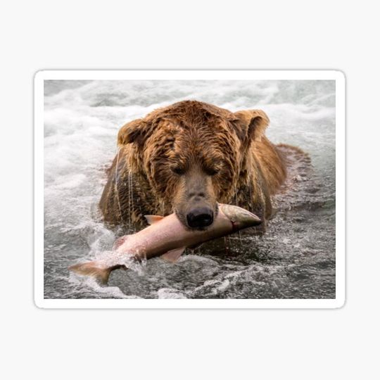 Discover Successful Catch