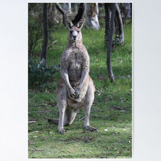 Discover Kangaroo