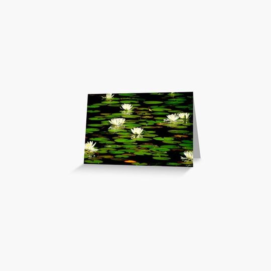Discover Water Lily Heaven