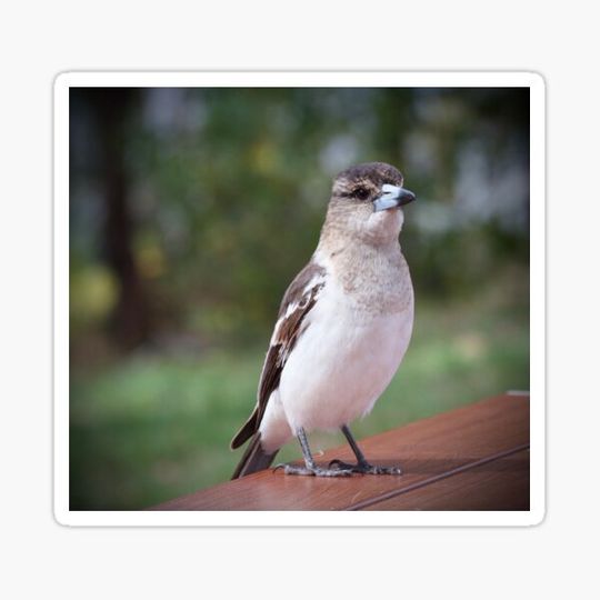 Discover Grey Butcherbird