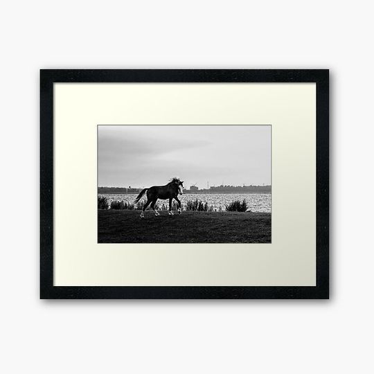 Discover Wilde horse