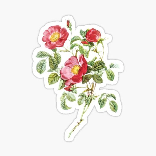 Discover Vintage - Flower - Camellia by Redoute