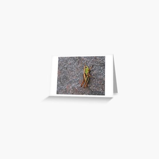 Discover Little Hopper