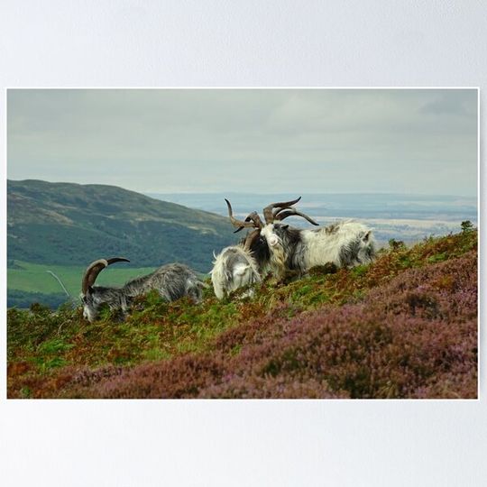 Discover Feral Goats