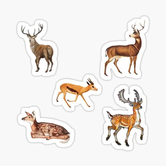 Discover Deer Sticker Pack