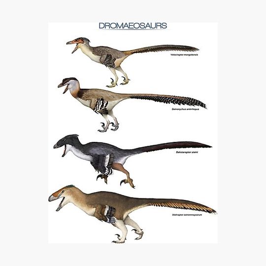 Discover Dromaeosaurs