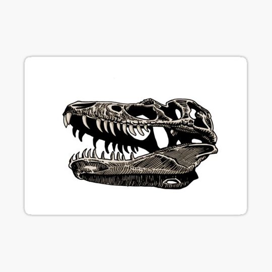 Discover Skull of dinosaur