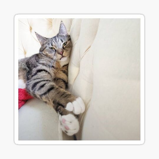 Discover Lazy cat