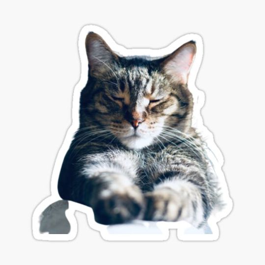 Discover SLEEP CAT