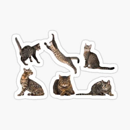 Discover Cute Kitties Family Pack Stickers