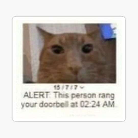 Discover Orange cat meme this person rang your doorbell