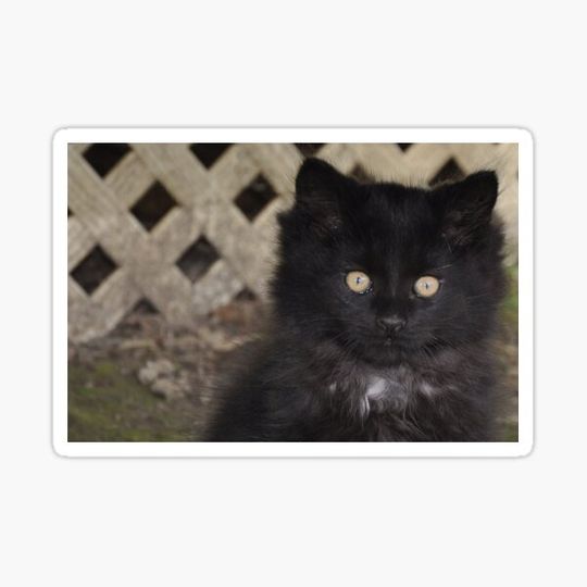 Discover Blackie Bartholomew Kitten