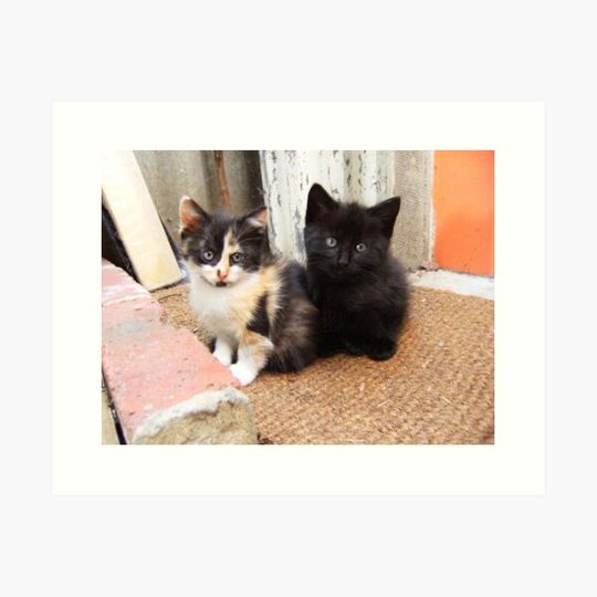 Discover " OUR KITTENS "