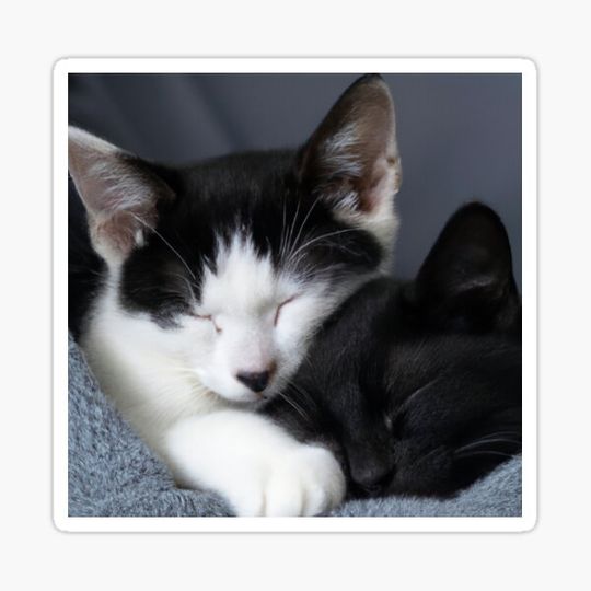 Discover black and white kittens wrapped up in a blanket photo