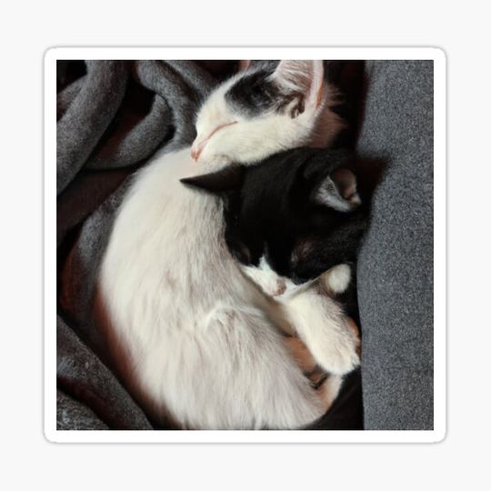 Discover black and white kittens wrapped up in a blanket photo