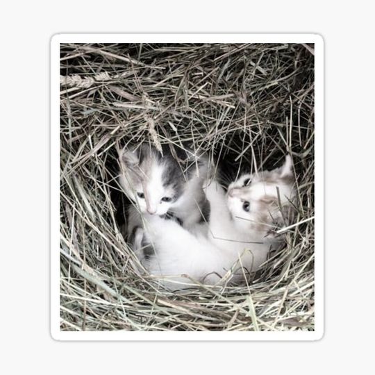 Discover Kittens in the Straw