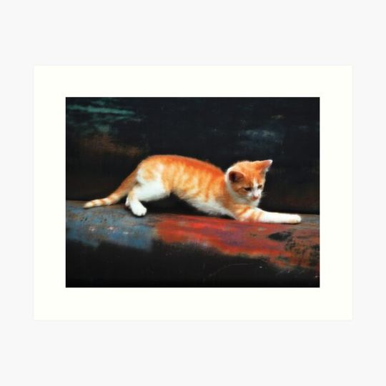 Discover Kitten Project #1
