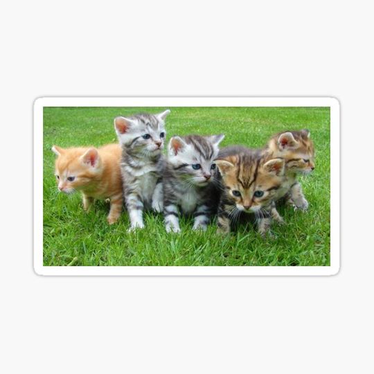 Discover Kittens lover