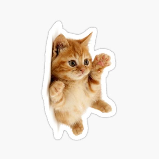 Discover Cute cats