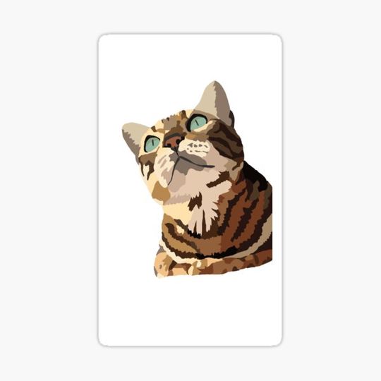 Discover Tabby Cat