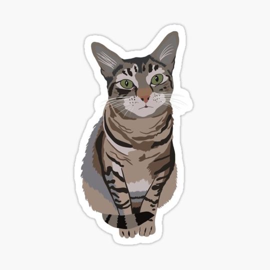 Discover Tabby Cat