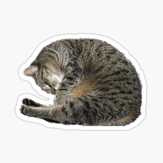 Discover sleepy cat!