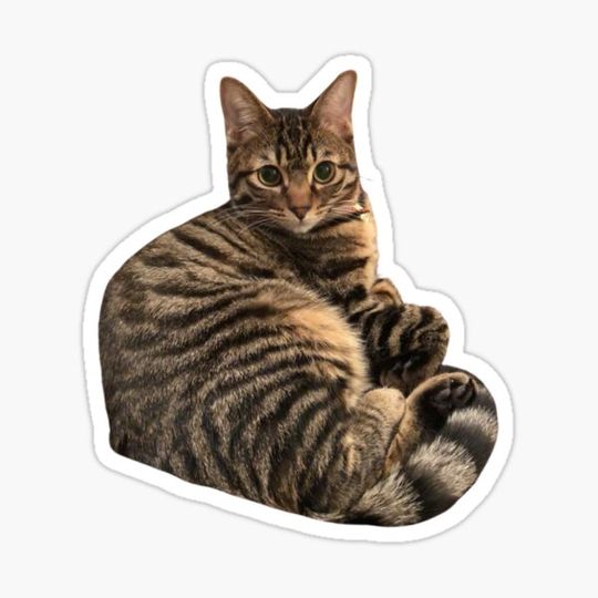 Discover brown tabby cat aesthetic