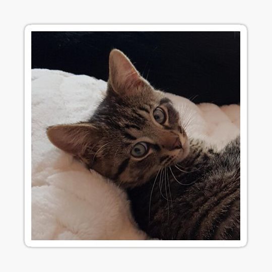 Discover Tabby Kitten Close-up