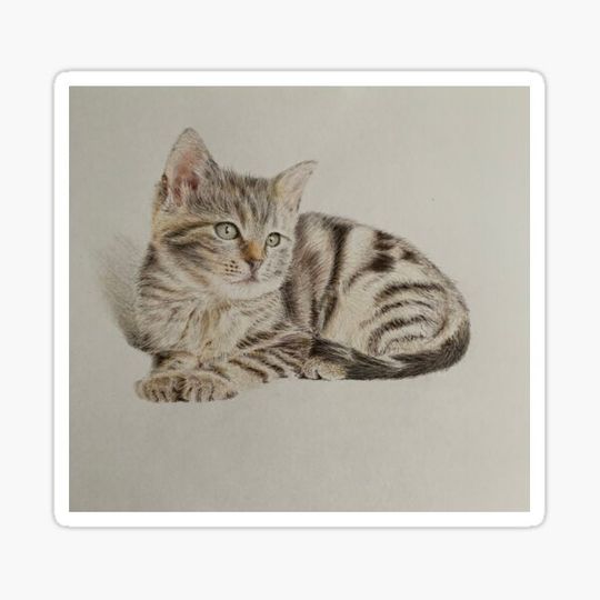 Discover Kitten