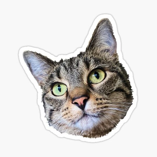 Discover Gilly the Cat