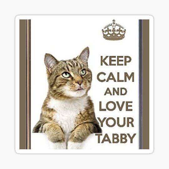 Discover i love cats