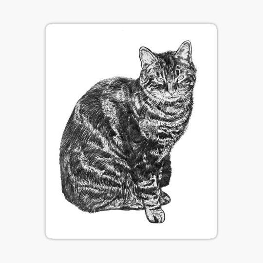 Discover Tabby Cat