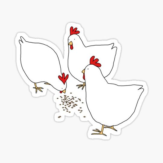 Discover Feeding Chickens