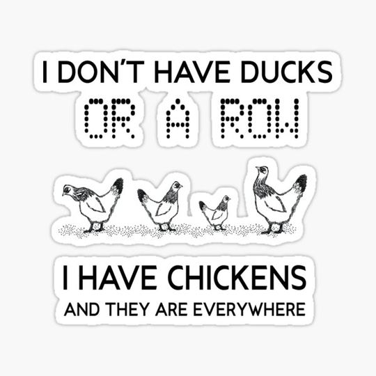 Discover I dont have ducks or a row, I have chickens are everywhere