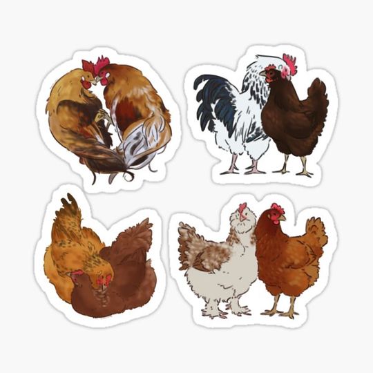 Discover Chicken Friends