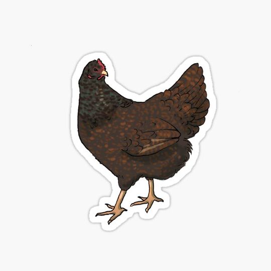 Discover Barnevelder Chicken