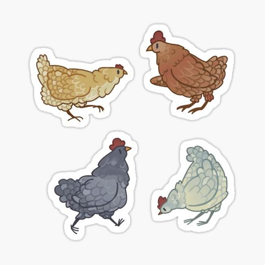 Discover Easter Egger Chicken