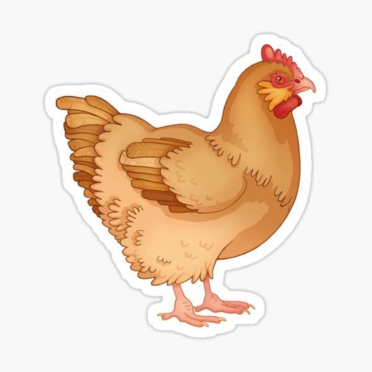 Discover Buff Orpington Chicken