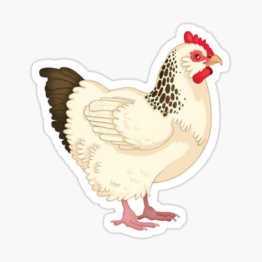 Discover Light Sussex Chicken