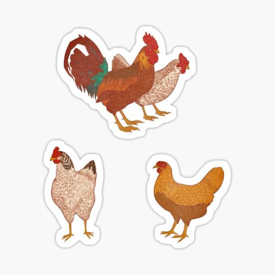 Discover Vintage Chicken Pack