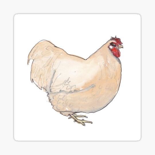 Discover Buff Orpington Chicken Watercolor
